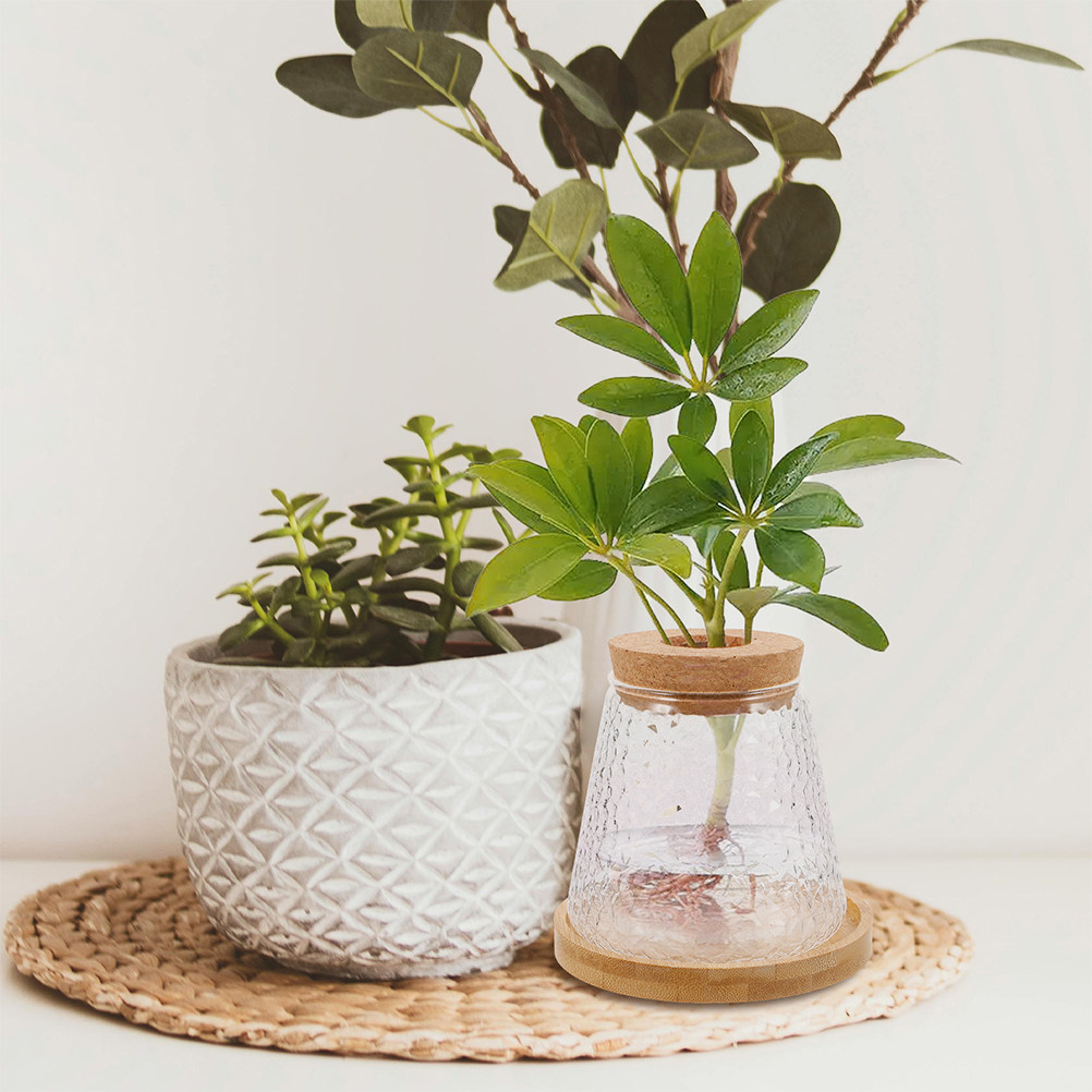 2Pcs Glass Hydroponic Vase Vol - đánh giá và giá Propagation Station Vase