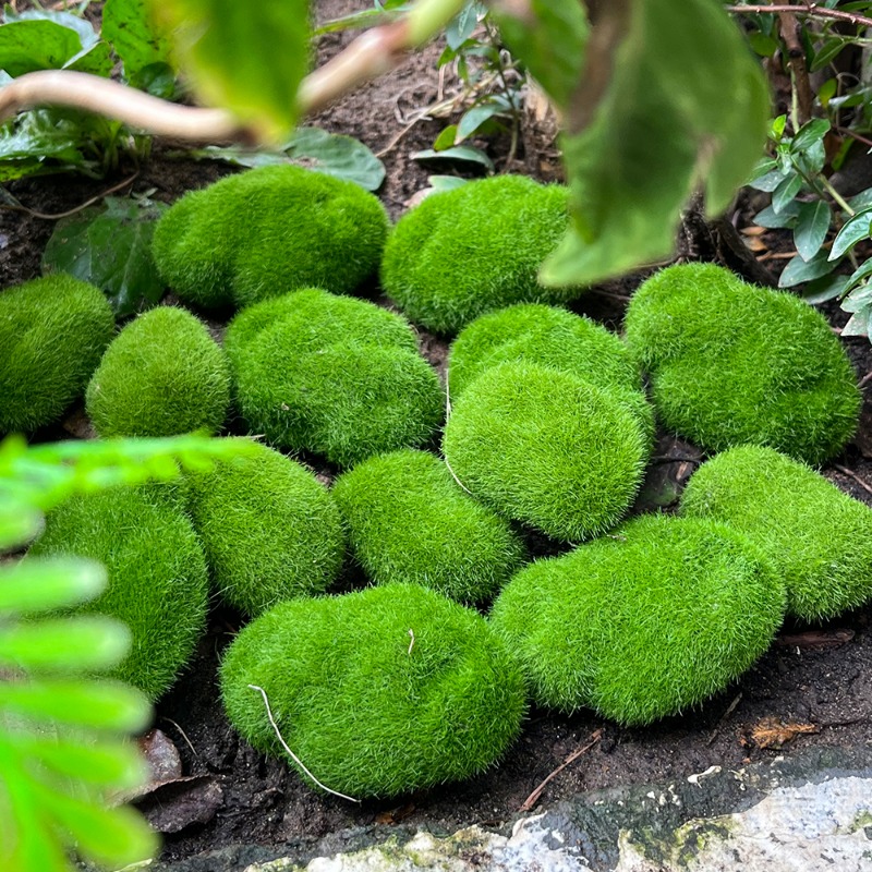 100/5PCS Artificial Moss Rock  - đánh giá và giá Sphagnum Moss Dry