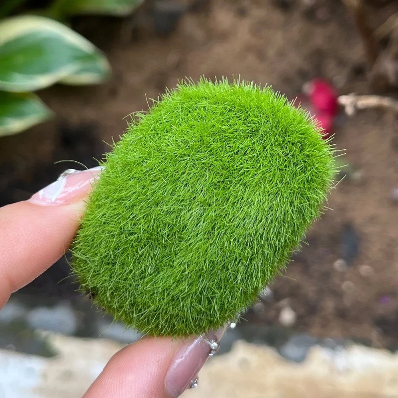 100/5PCS Artificial Moss Rock  - đánh giá và giá Sphagnum Moss Dry