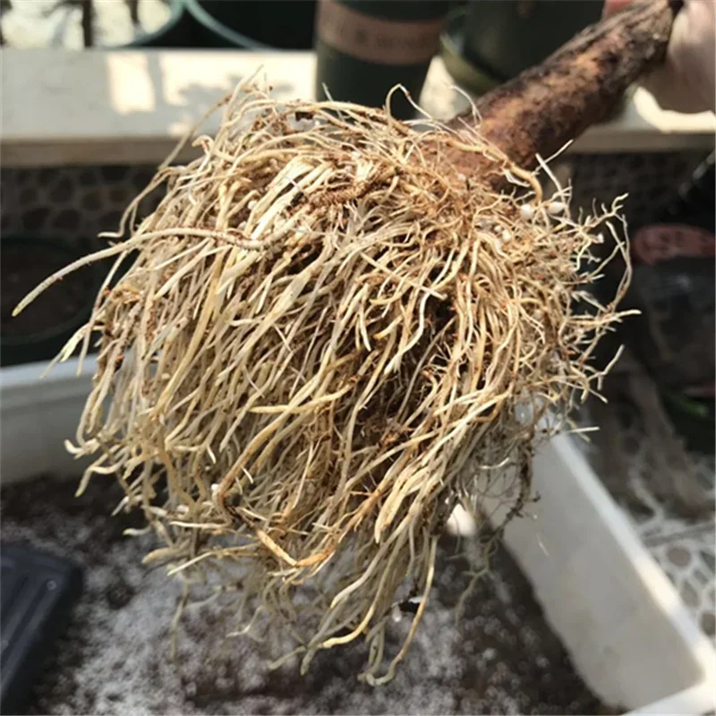 10g Quickly Rooting Powder Hor - đánh giá và giá Rooting Hormone Powder